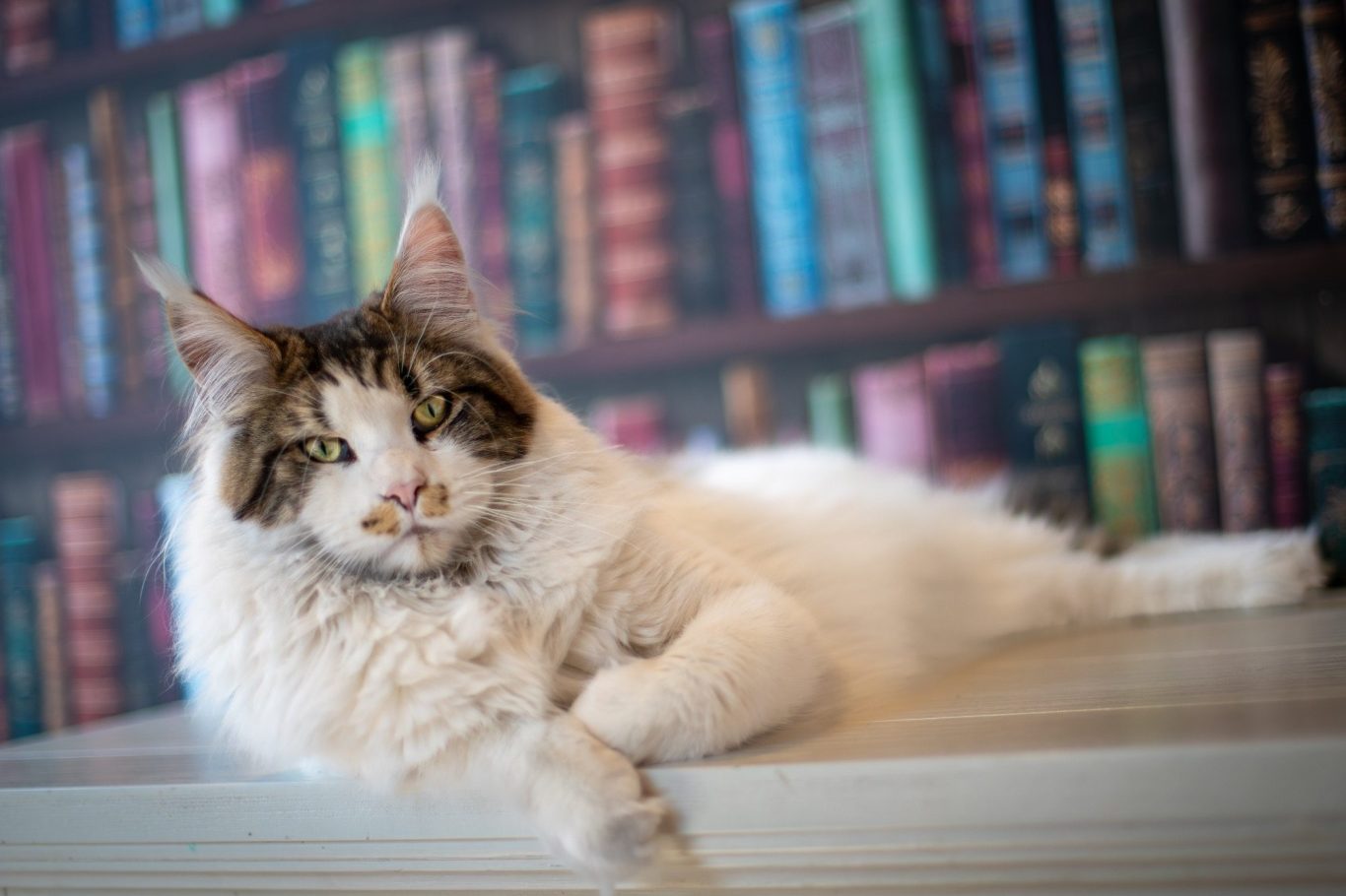 tim kat